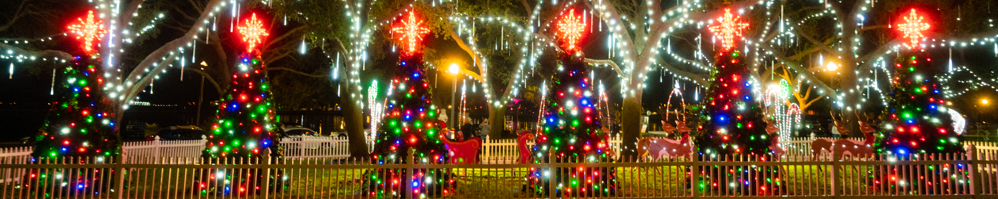 Holiday Lights on trees